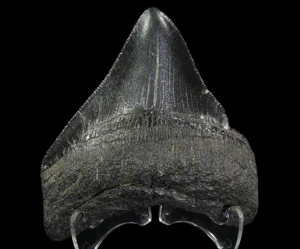 Fossil Megalodon Tooth - Georgia #65765